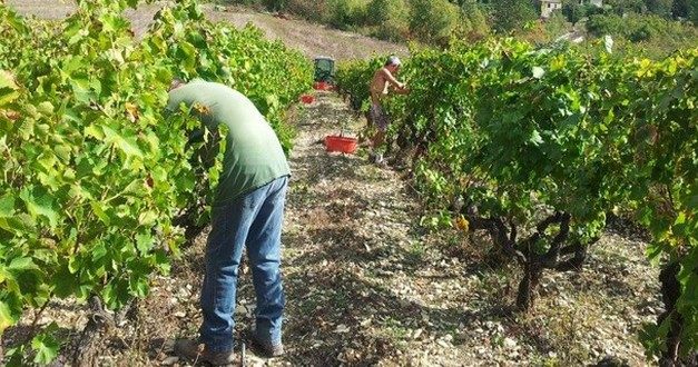 Clos Saint-Joseph : un vin de la montagne en Provence