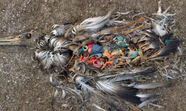 Faites vos courses sans emballage en plastique !