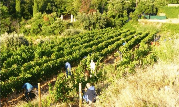 La Provence : des abbayes, des vins, des vins d’abbayes