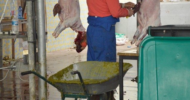 <span class="caps">BB</span> en lutte contre la violence barbare faite aux moutons