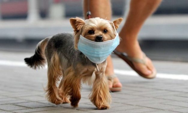 Les animaux de compagnie vecteurs du SARS-CoV‑2