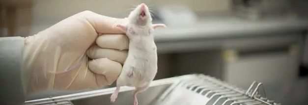 Covid : oui, les vaccins sont expérimentaux !