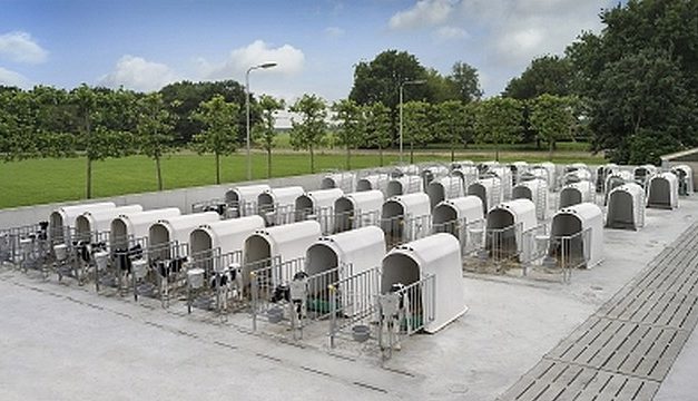 Un festival, des festi-veaux…