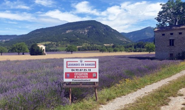 Huiles essentielles en danger : sauvons notre patrimoine naturel !