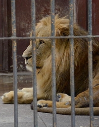 Lion enfermé cage zoo