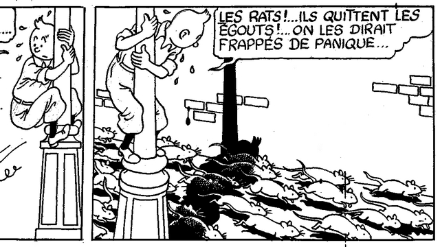 Tintin rats - Étoile mystérieuse