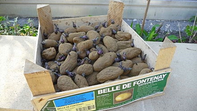 Belle de Fontenay - Patates