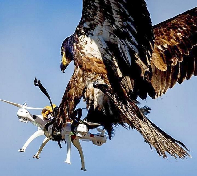 Aigle contre drone