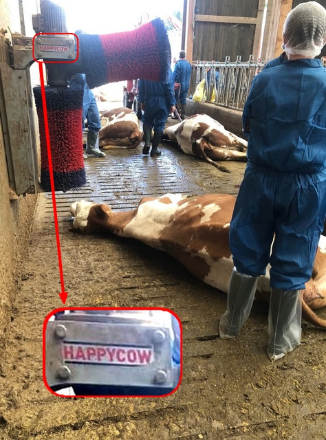 HappyCow - La vache heureuse