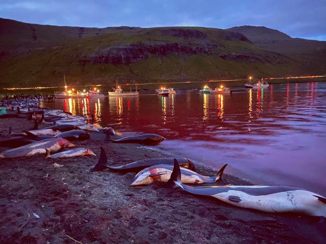 Grindadráp - Îles Féroé - Massacre baleines dauphins