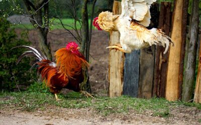 Estrosi et Dupond-Moretti se fritent au restaurant