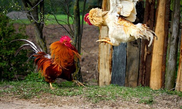 Estrosi et Dupond-Moretti se fritent au restaurant