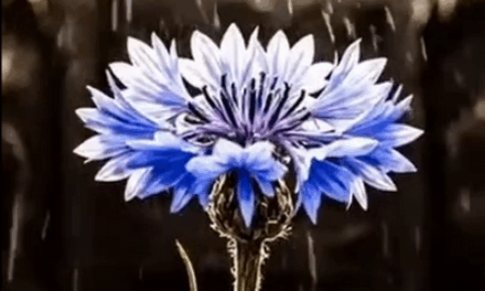 11 novembre 2025 : un regain de patriotisme ?