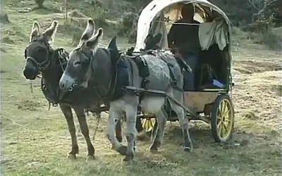 Aussi bête l’une que l’autre