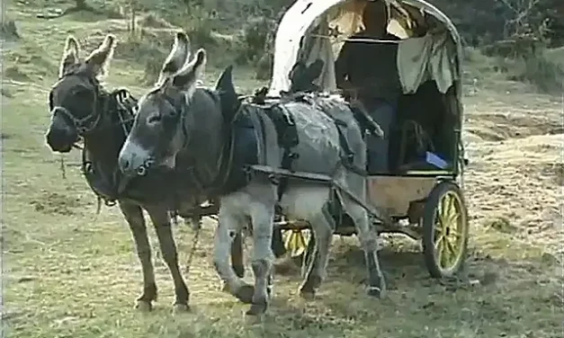 Aussi bête l’une que l’autre