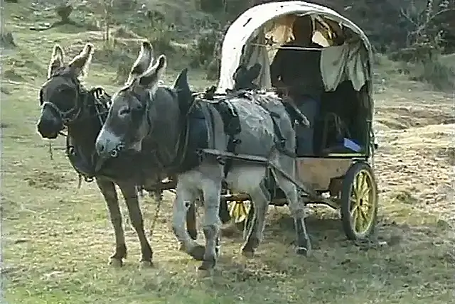 Deux ânes Deux ânes